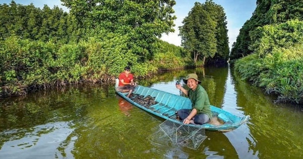 Cà Mau sẽ chi số tiền lớn lên đến gần chục tỉ đồng để tìm người bảo tồn gen cua biển