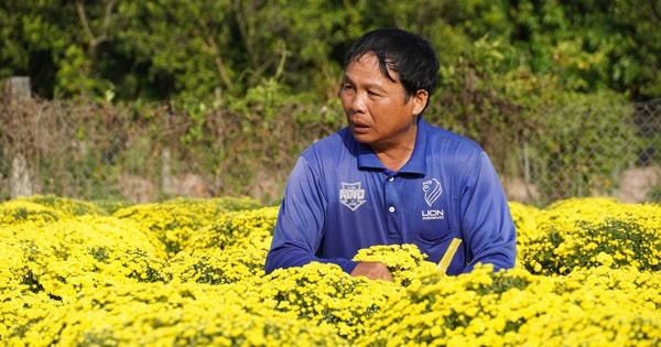 Nông dân Sa Đéc buồn bã vì cúc mâm xôi bung nở bất thường trước Tết