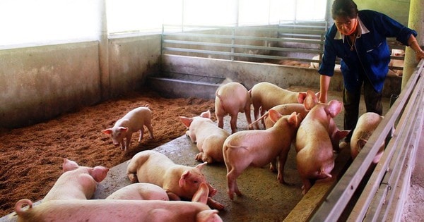 Chủ tịch UBND tỉnh Cà Mau có chỉ đạo "nóng" liên quan thực phẩm dịp Tết