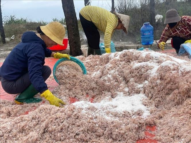 Trúng đậm mùa ruốc, ngư dân Quảng Trị thu về cả triệu đồng