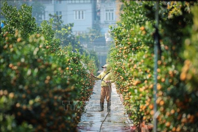 Quất cảnh Tứ Liên - 'di sản' xanh của Tết Việt