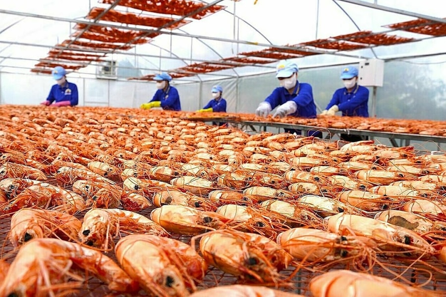 Những mẻ tôm sú khô tiền triệu dịp Tết