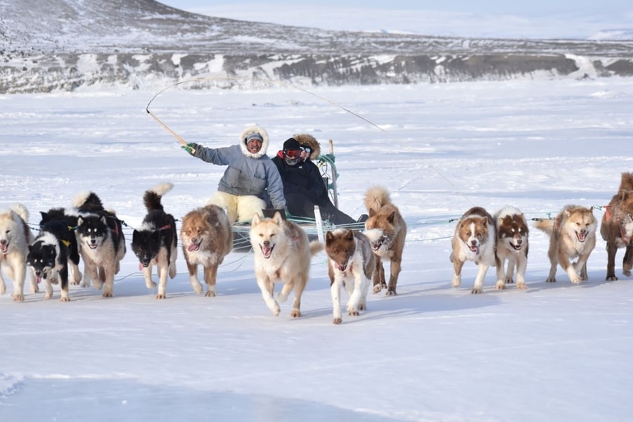 Đặc phái viên Mỹ bị hủy lời mời dự cuộc đua xe chó kéo ở Greenland