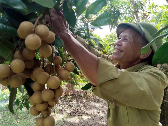 Phát huy giá trị di sản văn hóa phi vật thể nhãn lồng Hưng Yên