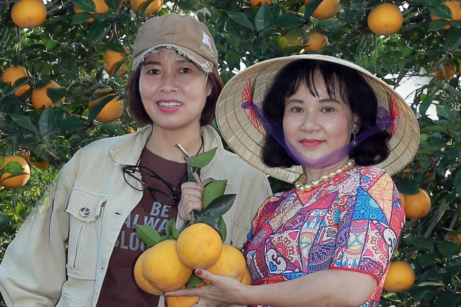 Người kết duyên quýt Jeju với chanh rừng ở thung lũng đá vôi Phủ Quỳ