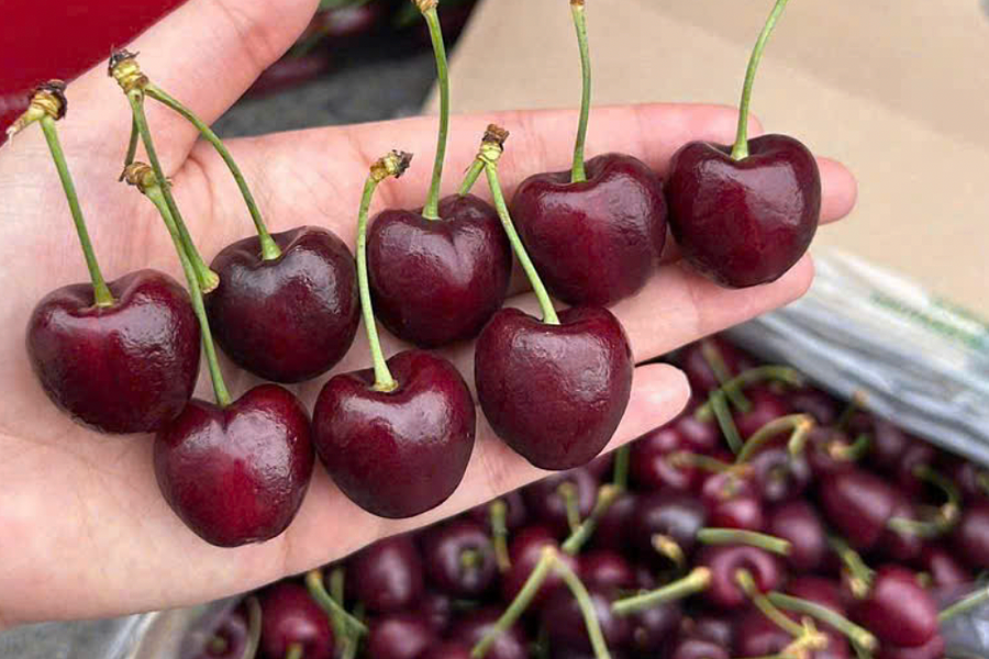 Cherry mùa Tết giá giảm một nửa