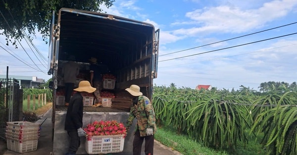 Thanh long nghịch vụ hút hàng, giá cao dịp cận Tết