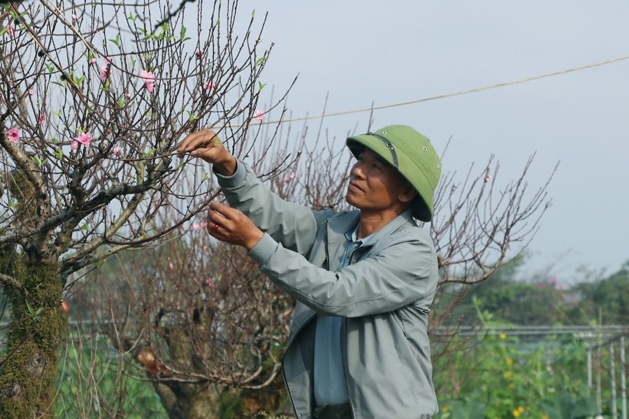 Trồng đào Tết nhưng không bán, người đàn ông vẫn bỏ túi nửa tỷ đồng mỗi năm