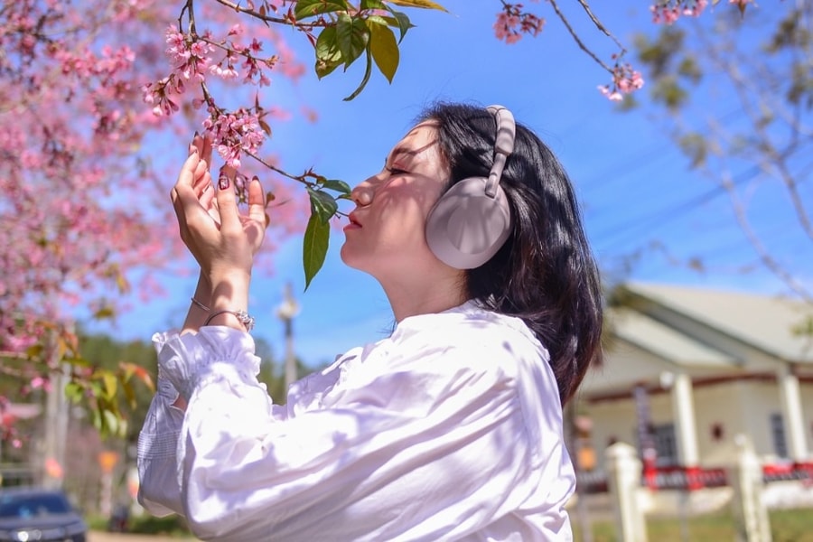 Mai anh đào bung nở, nhuộm hồng làng K’Ho ngoại ô Đà Lạt