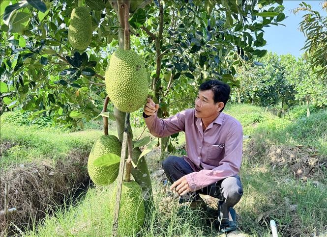 Giá mít cận Tết tăng mạnh