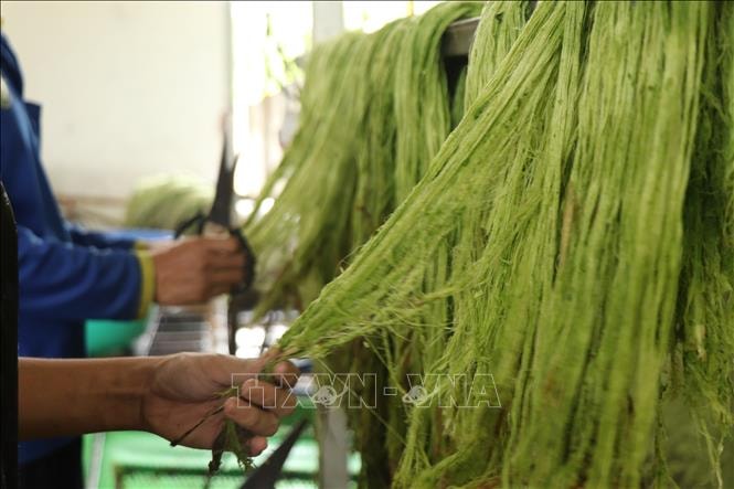 Sản xuất tơ sợi từ lá dứa mở ra giá trị mới cho phụ phẩm nông nghiệp