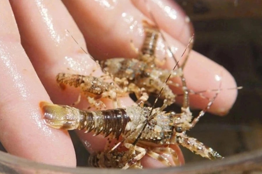 Ra biển săn vua của các loài hải sản, ngư dân kiếm tiền triệu mỗi ngày