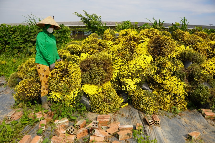 Nhà vườn vứt bỏ hàng nghìn chậu cúc mâm xôi nở sớm