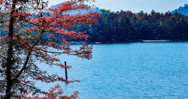 Mê mẩn với rừng khộp lớn nhất Việt Nam vào mùa thay lá