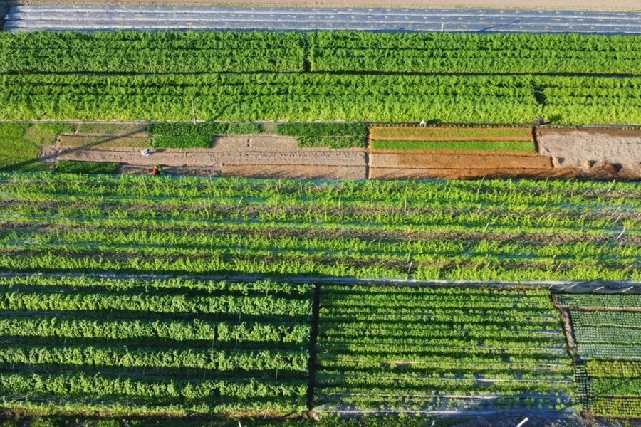 Màu xanh trở lại nơi nông dân xuống giống 3 lần mới được thu hoạch