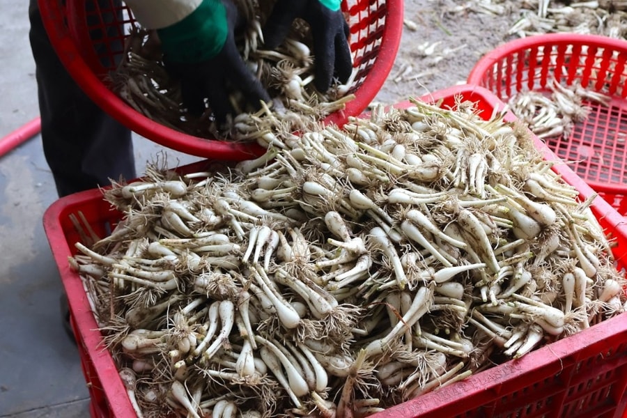 Nông dân hối hả thu hoạch loại củ mang hương vị ngày Tết