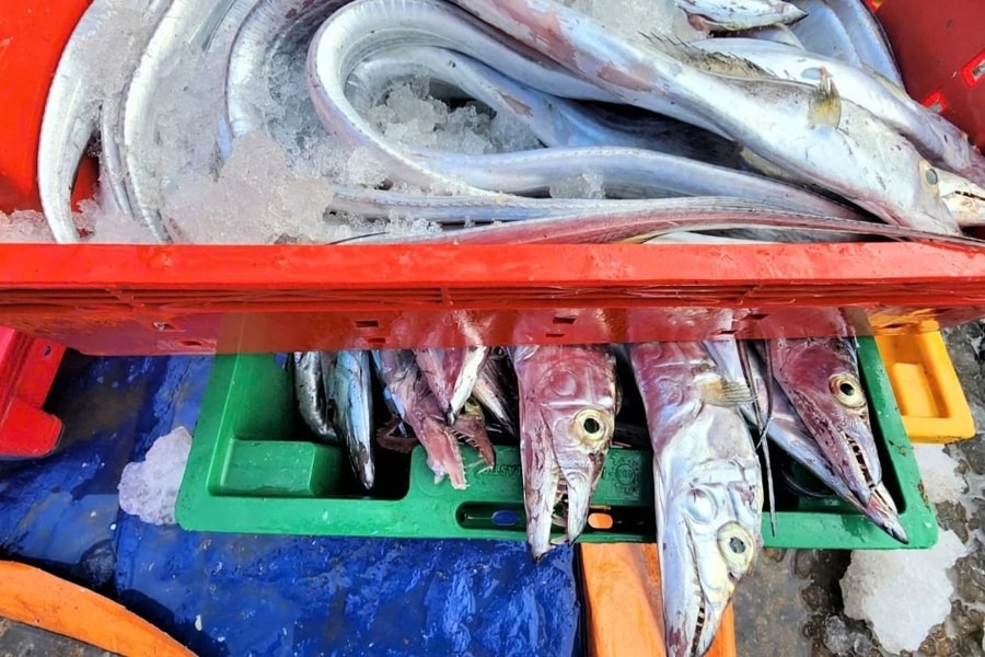 Liên tiếp trúng đậm loài "cá biển mình rồng", ngư dân bỏ túi tiền tỷ