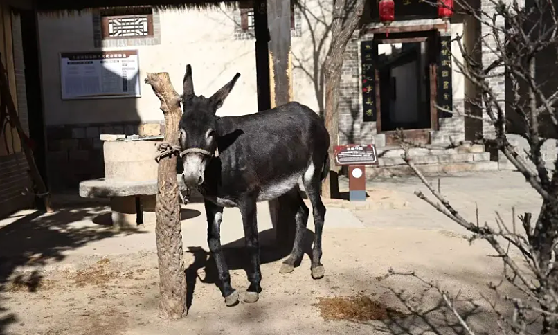 Làng cổ thành phim trường, vật nuôi có cát-xê