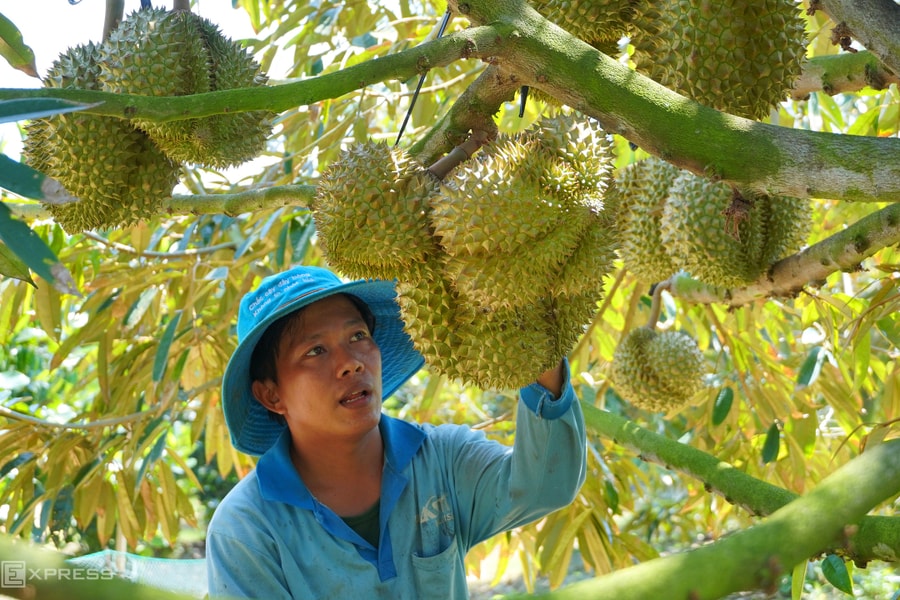 Kim ngạch xuất khẩu sầu riêng cao kỷ lục