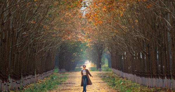 Đẹp hút hồn rừng cao su mùa thay lá ở Tây Nguyên