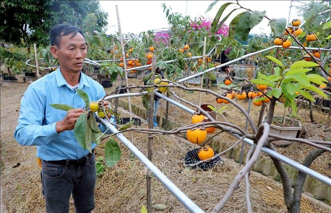 Tiên phong ‘chinh phục’ giống hồng cổ ở vùng ven biển