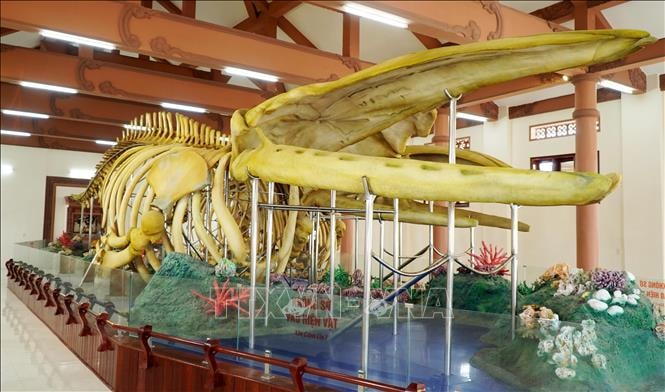 Cần có phương án khắc phục phần hư hỏng ở bộ xương Cá Ông Lăng Tân (Lý Sơn)