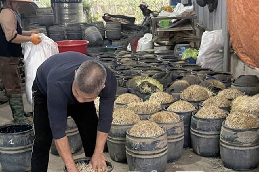 Hai phụ nữ bị khởi tố vì làm 3 tấn giá đỗ 'ngậm' chất cấm