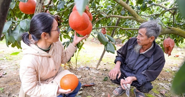 VIDEO: Nông dân 1 xã ở Thanh Hóa kiếm hàng tỉ đồng từ bưởi tiến vua "đỏ từ trong ra ngoài"