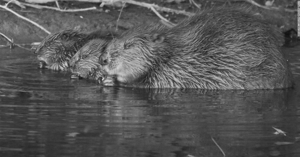 Loài vật quý hiếm bậc nhất hành tinh, tuyệt chủng 400 năm bất ngờ "tái xuất"