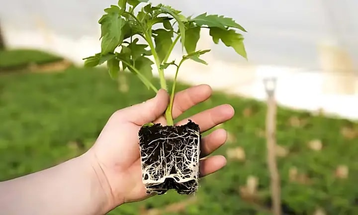 Quy định chặt chẽ việc nhập khẩu cây mang theo bầu đất