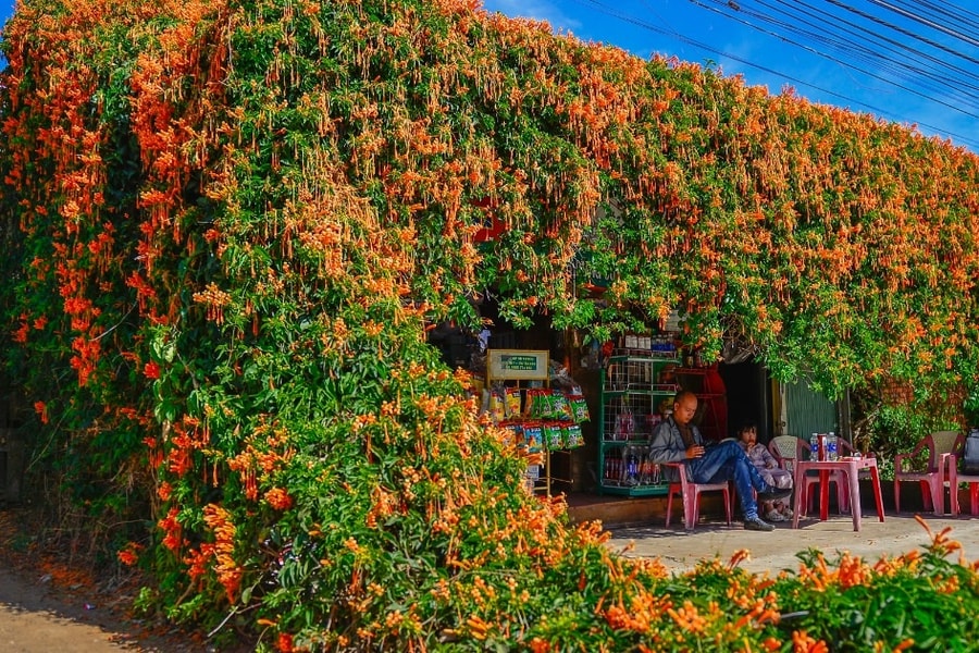 Choáng ngợp với căn nhà phủ kín hoa xác pháo ở Lâm Đồng