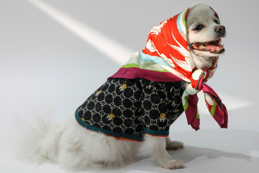 Chật vật tìm 'khách sạn' cho thú cưng nghỉ Tết