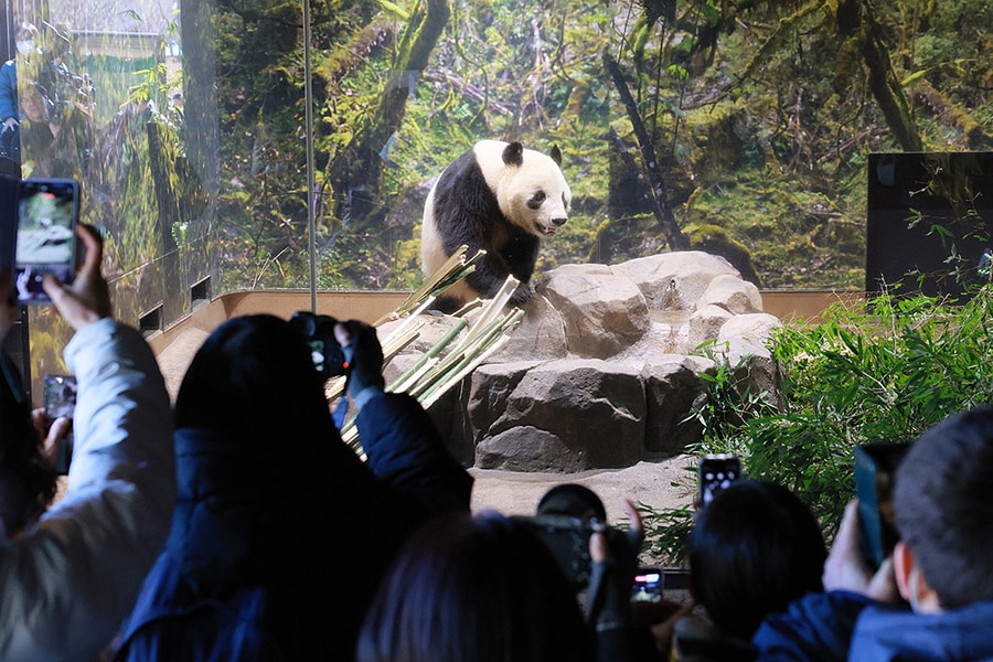 Hàng nghìn người Nhật tiễn cặp gấu trúc Trung Quốc