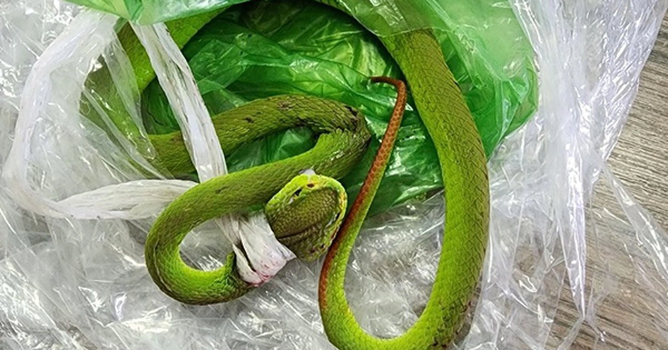 Đi làm rẫy, nam thanh niên 19 tuổi bị con vật quen thuộc đuôi đỏ cắn nguy hiểm