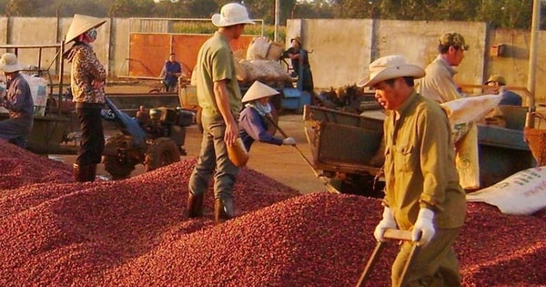 Giá cà phê tuần qua tăng cao, cả nước thu về 433 triệu USD từ xuất khẩu