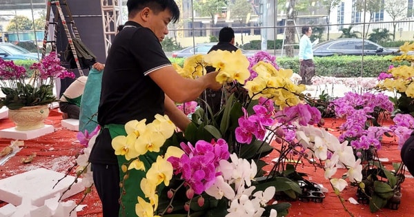 VIDEO: Lan hồ điệp tiền triệu tràn xuống vỉa hè Hà Nội