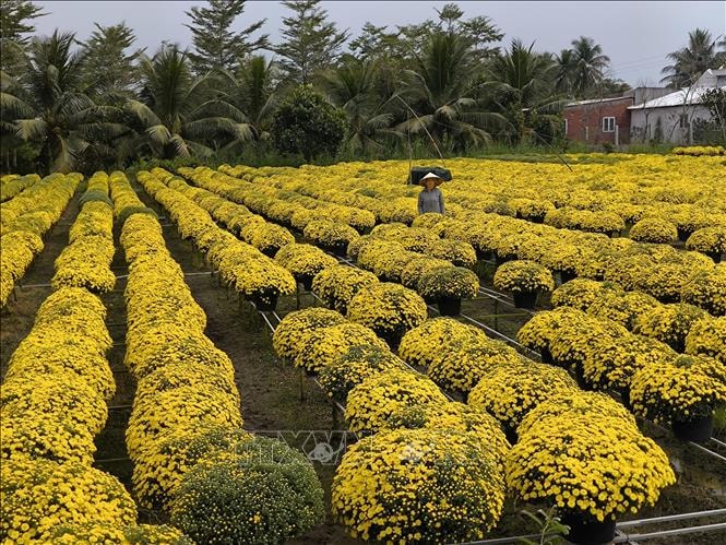 Hoa cúc mâm xôi hút hàng ngày giáp Tết