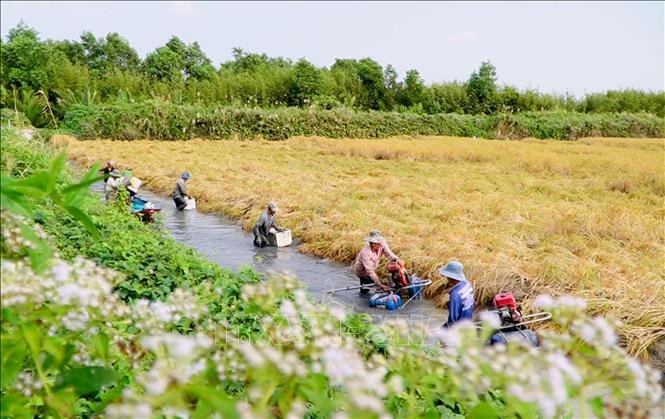 Nông dân trúng đậm vụ lúa trên đất nuôi tôm