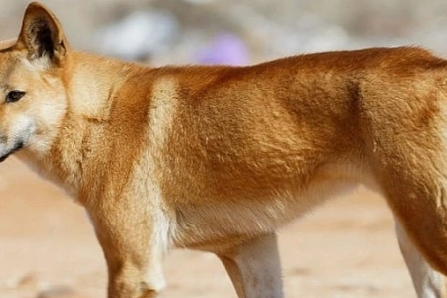 Tiêu hủy đàn chó 10 con liên quan tới cái chết của cô gái Canada ở đảo