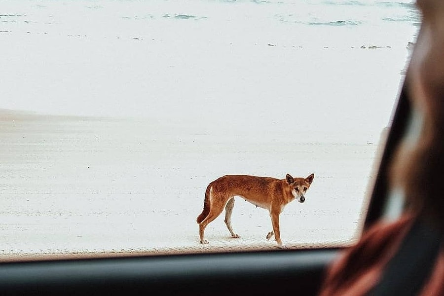 Tiêu hủy đàn chó cắn chết nữ du khách ở Australia