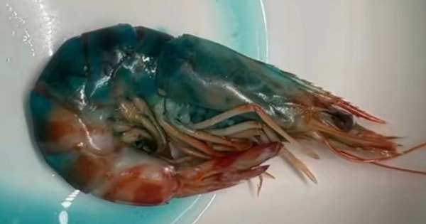 Tôm nấu chín chuyển sang màu xanh, bà nội trợ sợ hãi không dám ăn