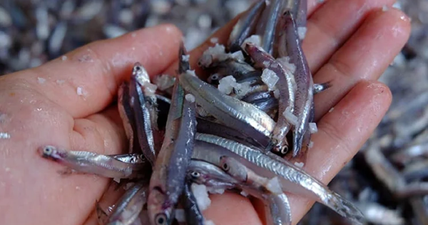 Loại cá "nhà nghèo" lại là kho thuốc quý với cơ thể, chợ Việt bán rẻ như cho