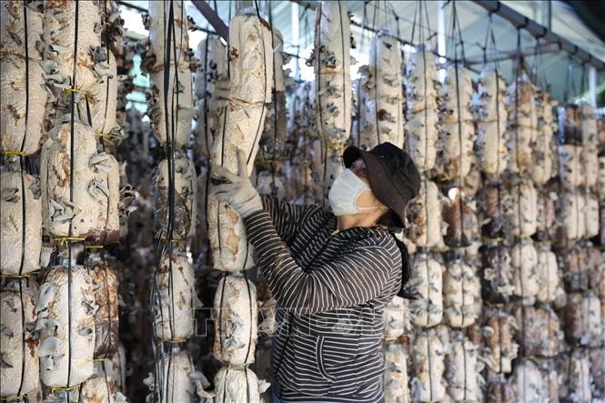 Cận Tết, nghề trồng nấm ở TP Hồ Chí Minh vào mùa cao điểm