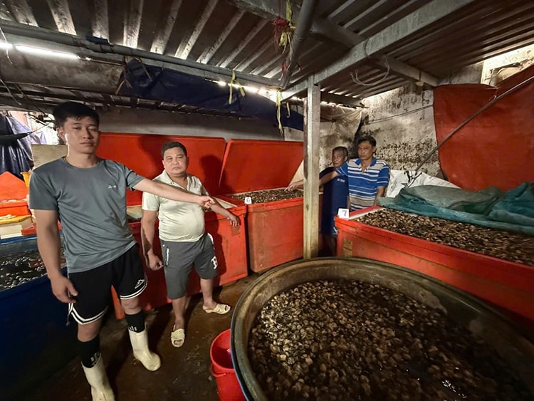 TP Hồ Chí Minh: Triệt phá đường dây ngâm thịt ốc bươu bằng ‘thủy tinh lỏng’