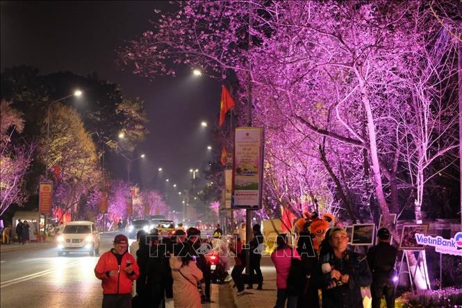 Ra mắt không gian thưởng lãm hoa mai anh đào trên trục di sản của Đà Lạt