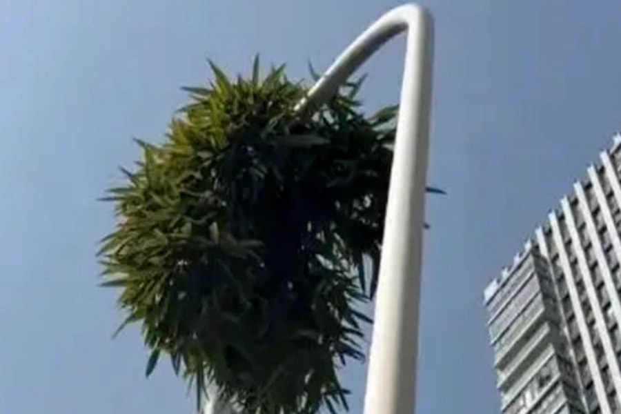Cây tre mọc xuyên qua cột đèn cao 6m ở Trung Quốc vẫn đâm chồi lá xanh tốt