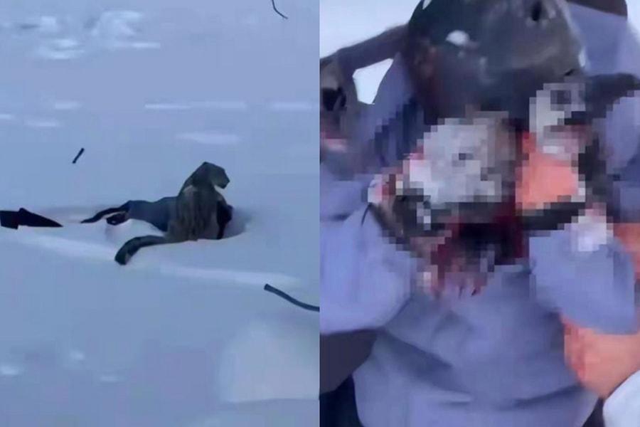 Tiếp cận báo tuyết để chụp ảnh, du khách bị tấn công ở Trung Quốc