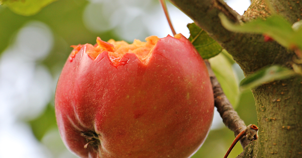 Cảnh báo y tế: Virus Nipah có thể lây qua thực phẩm, cần gọt vỏ trái cây trước khi ăn