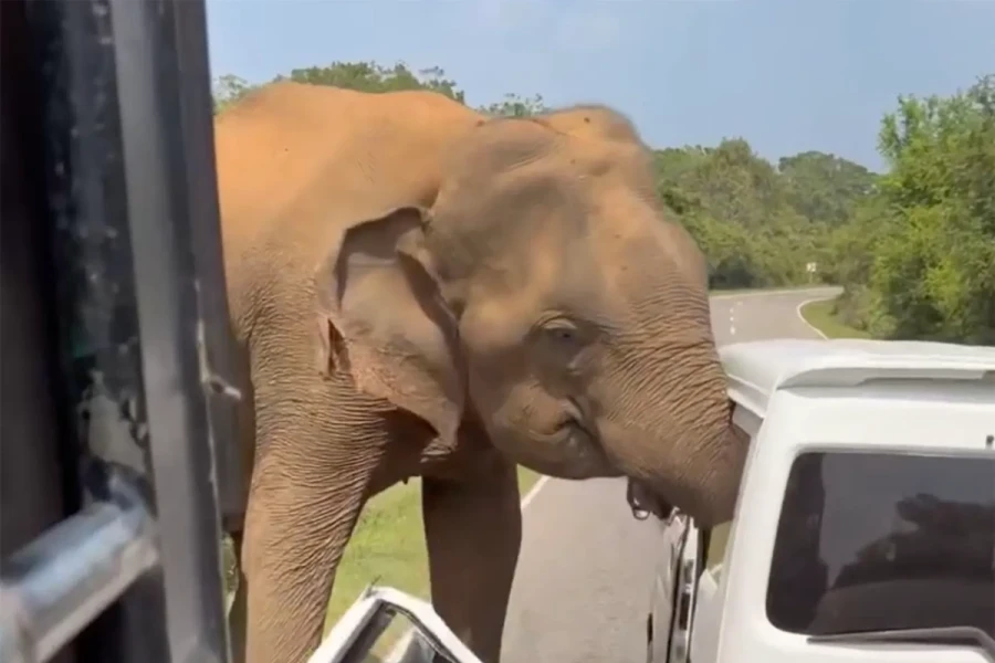 Gia đình khách Nga suýt mất mạng vì voi tấn công