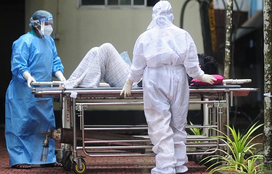 Mật chà là bị nghi chứa nguồn lây virus Nipah cho điều dưỡng tại Ấn Độ